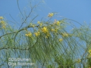  ? ?Parkinsonia aculeata