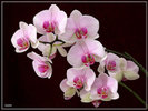 Посмотреть все фотографии серии Орхидеи