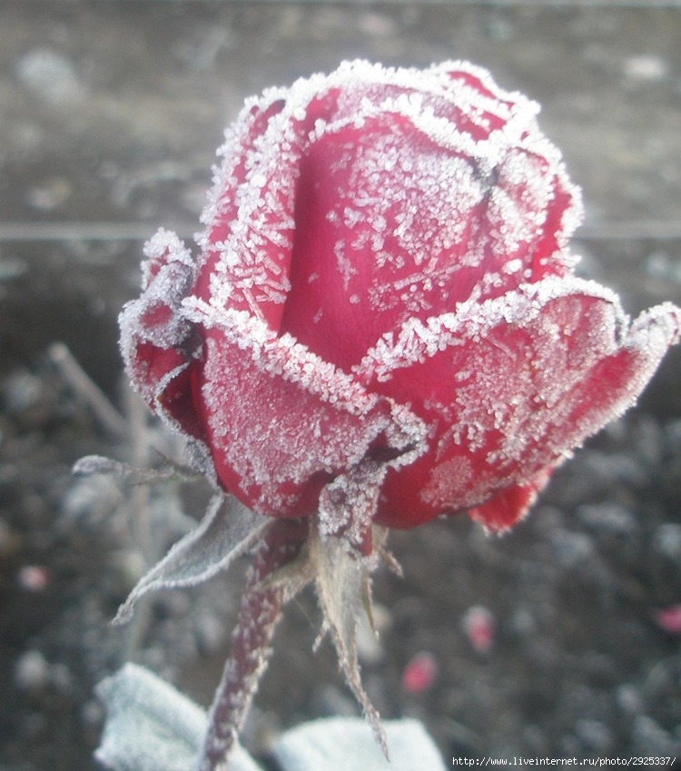 Итляшев песни розы розы на морозе. Розы на морозе. Розы на морозе розы на морозе. Розовые розы на морозе.