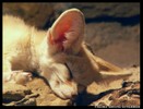 [+]  - Fennec ZzZ