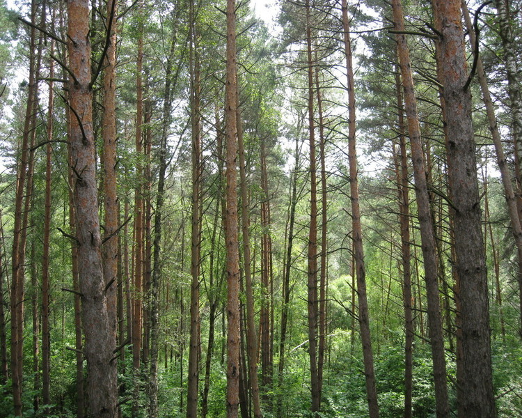 http://img1.liveinternet.ru/images/foto/b/3/765/3023765/f_17922898.jpg