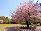 [+]  - japan in flower s ...