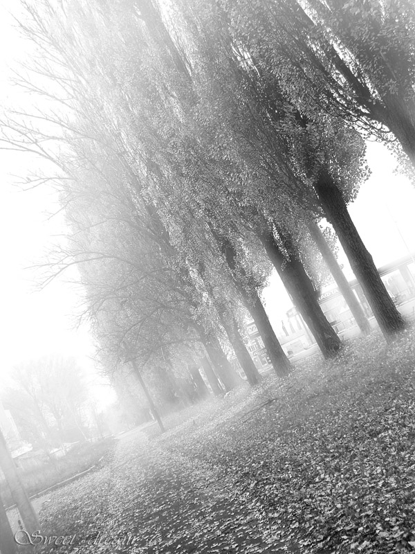 Осень Черно Белое Фото