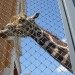 A Giraffe :)