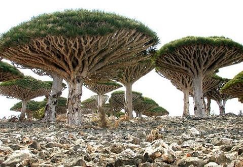  C (Socotra)                 .         ,       .