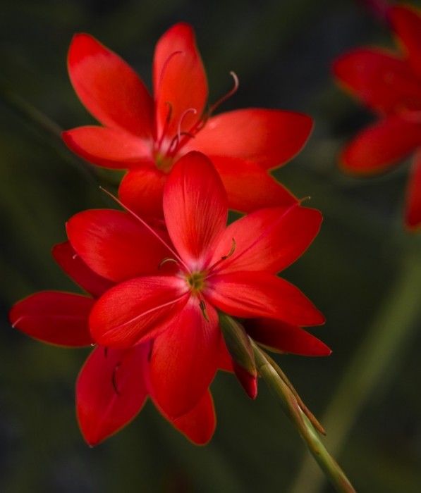 Красный цветок фото
