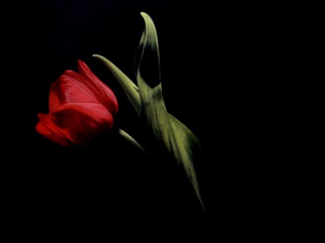 Tulips 1