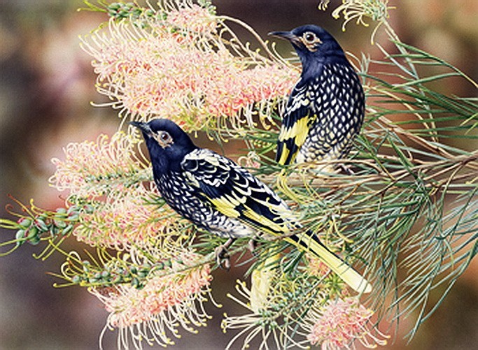 Regent Honeyeaters'