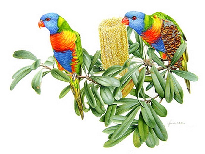 'Rainbow Lorikeets'