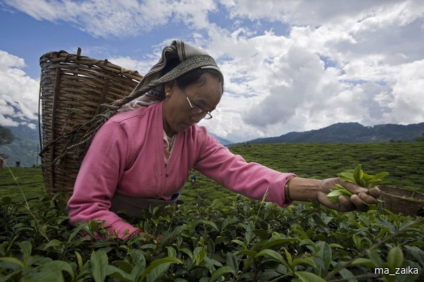 15 :     (International Tea Day).