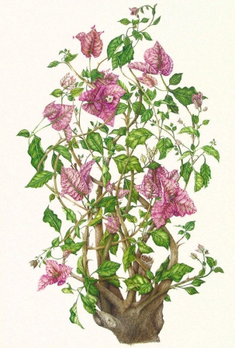 Bougainvilla glabra