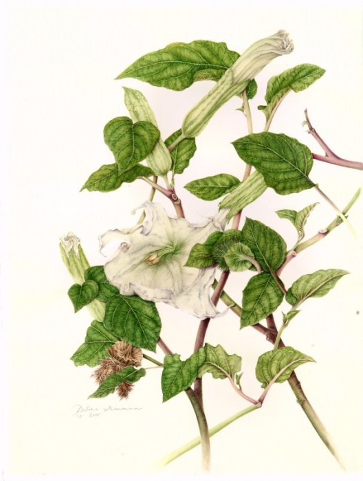 Datura stramonium