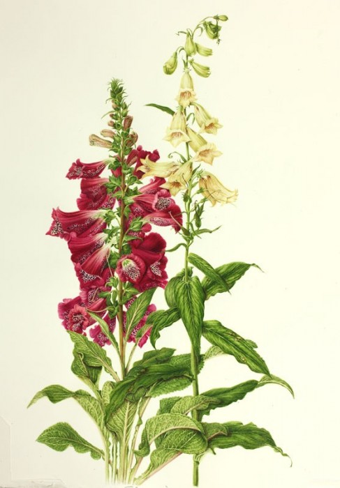 Digitalis purpurea and Digitalis lutea