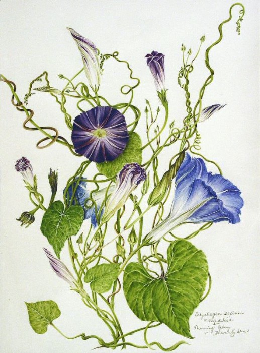 Ipomoea purpura & Convolvulus sepium