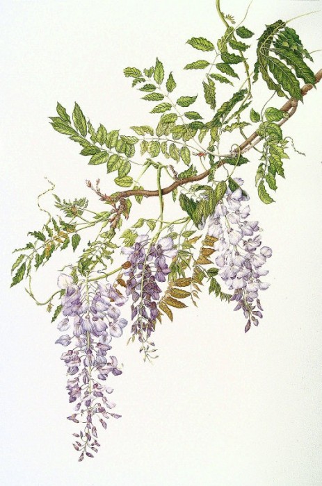 Wisteria