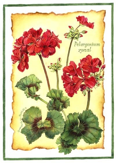 Geranium Botanical