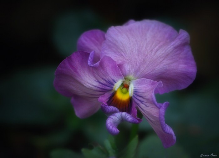 It's Pansy Time..III