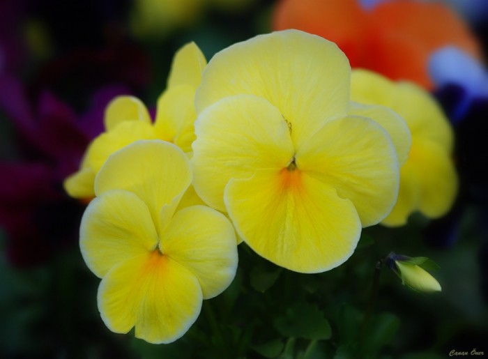 It's Pansy Time..II
