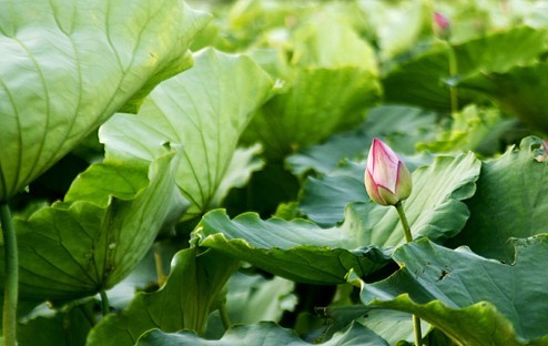 Young flower in the Lake