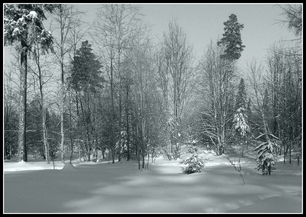 Песнь зима. Пейзаж леса с елками. Летом пейзаж леса с елками. Зимний лес картинки для детей в детском саду. Зимний лес вечером фото.