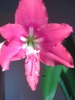 Посмотреть все фотографии серии Гиппеаструмы цветут