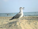 Посмотреть все фотографии серии море 2011