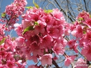  ? ?Prunus