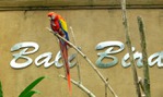        (Bali bird park)