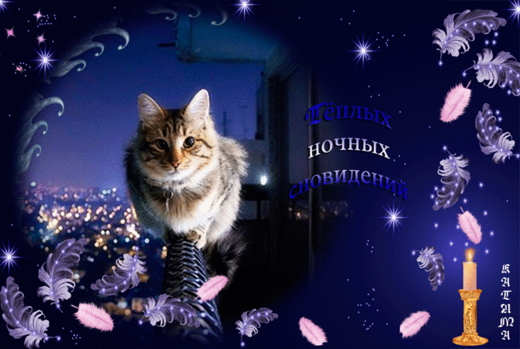 Картинки доброй ночи необычные двигающиеся. Спокойной ночи с кошками. Доброго вечера и спокойной ночи. Доброй ночи котик. Добрый вечер и приятных снов зимние.