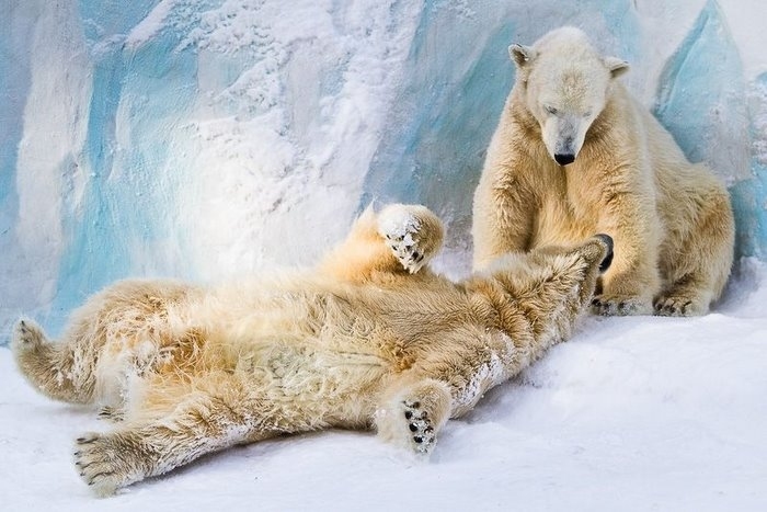 Happy family of polar bears. Novosibirsk Zoo.