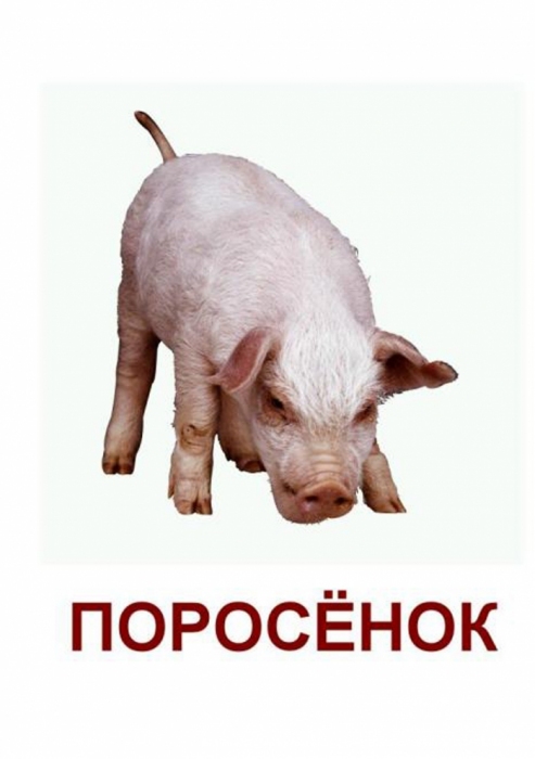 Поросенок по английски. Карточки Домана домашние животные. Карточки Домана свинья. Домашние животные свинья карточки. Карточки для детей поросенок.