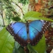 Синие бабочки были самые дружелюбные)) 