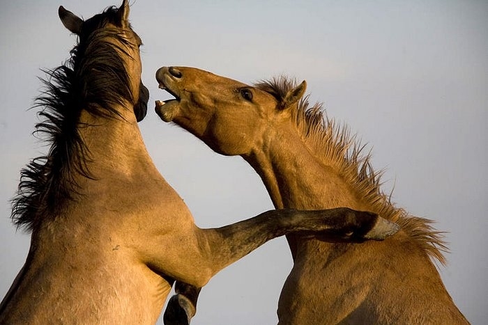 Gila herd of wild horses at International society for the Protection of Mustangs and Burros. Three herds are  cared for at the oldest wild horse organization founded in 1960.  Karen Sussman is the third president, . Wild Horse Annie, Velma Johnston, was t