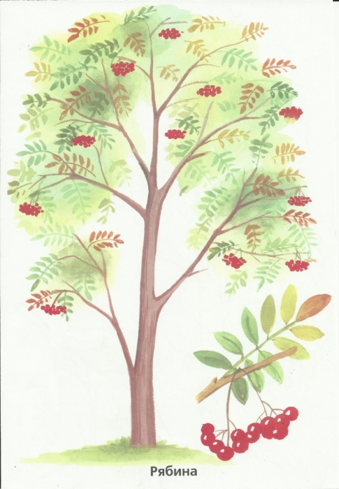 Листья деревьев. Раскраска