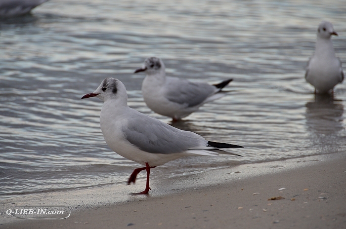 seagull Odessa