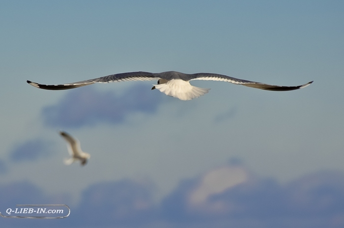 Seagull jonathan livingston