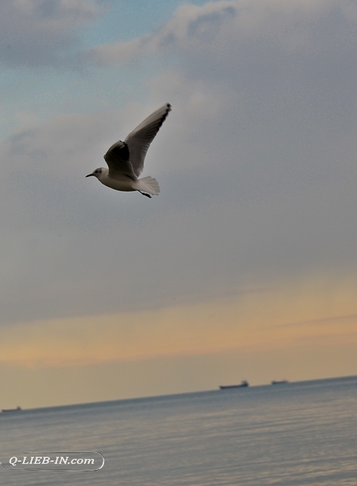  - Seagull