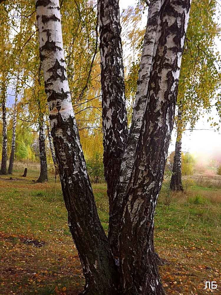 Среди берез