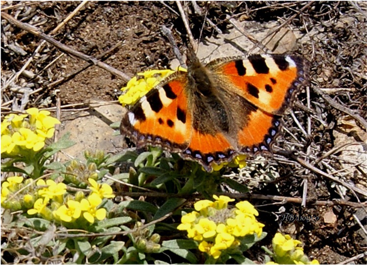 Первые бабочки весной 2 класс окружающий