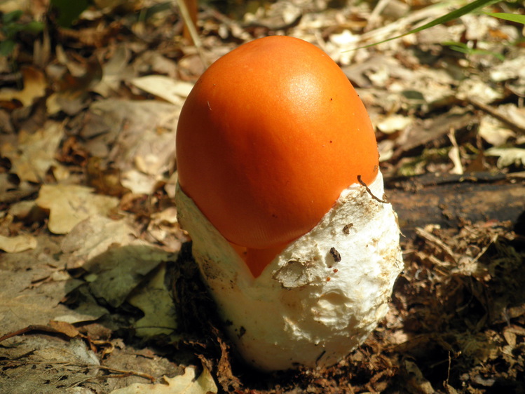 Царский гриб фото съедобный