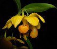 [+] ?- Dendrobium chrysocrepis