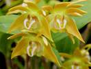 [+] ?- Dendrobium fleckerii