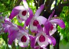 [+] ?- dendrobium 