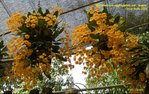 [+] ?- Dendrobium_aggregatum_majus