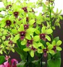 [+] ?- dendrobium_perla_farms