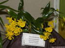 [+] ?- Dendrobium_harveyanum