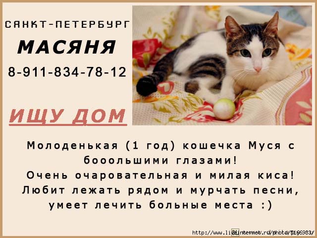 У кошки муси 3 котенка. Кошка ищет дом объявление. Муся имя кошки. Муся кошки полное имя. Значение имени Муся.