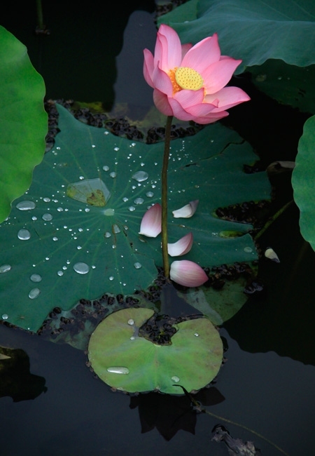 Lotus flowered again this year in Hue Royal city