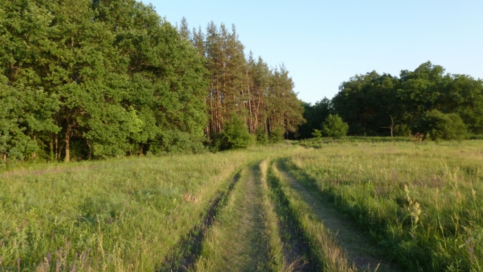 Земляничная поляна картинки