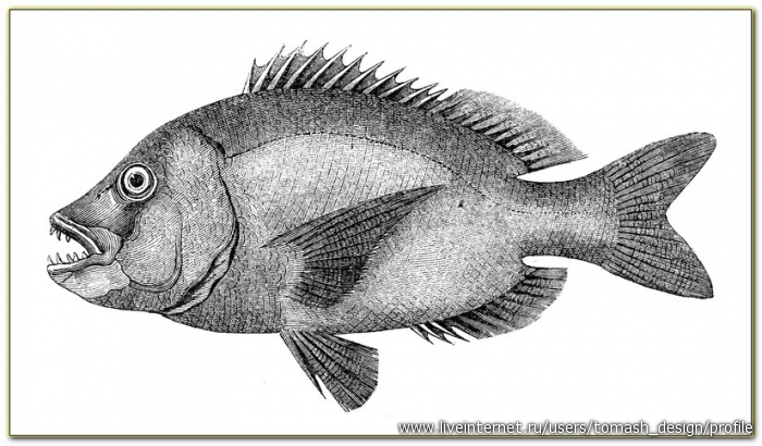 Рыба спереди рисунок